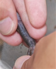 Desmognathus marmoratus