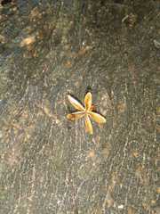 Astronium graveolens