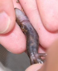 Desmognathus marmoratus