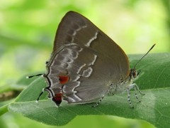 Thereus cithonius