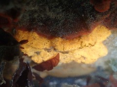 Botryllus