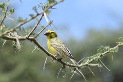 Crithagra dorsostriata