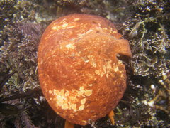 Cryptolithodes sitchensis