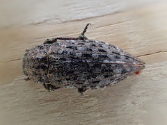 Dicerca tenebrosa tenebrosa