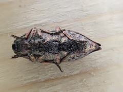 Dicerca tenebrosa tenebrosa