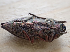 Dicerca tenebrosa tenebrosa