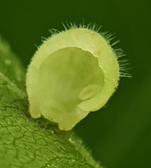 Caryomyia cilidolium