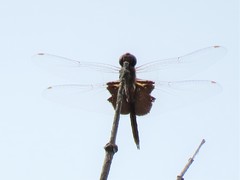 Tramea carolina
