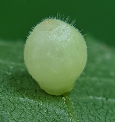 Caryomyia cilidolium