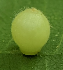 Caryomyia cilidolium