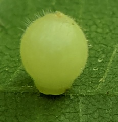 Caryomyia cilidolium