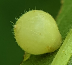 Caryomyia cilidolium