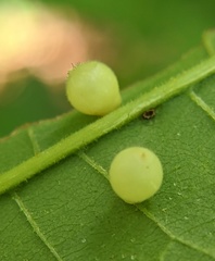 Caryomyia cilidolium