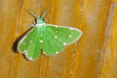 Argyrocosma inductaria