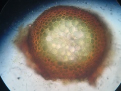 Pseudohygrohypnum eugyrium