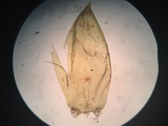 Pseudohygrohypnum eugyrium