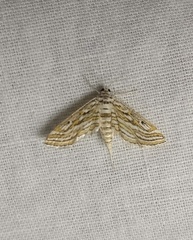 Parapoynx fluctuosalis