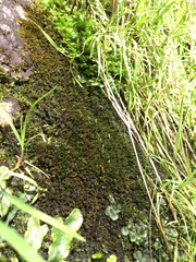Pseudohygrohypnum eugyrium