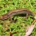 Cherokee Mountain Dusky Salamander - Photo (c) Joe Girgente, some rights reserved (CC BY-NC), uploaded by Joe Girgente