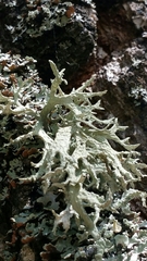 Evernia prunastri
