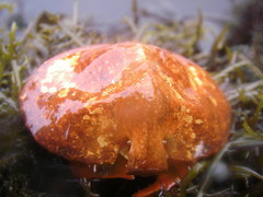 Cryptolithodes sitchensis