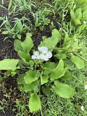 Echinodorus cordifolius