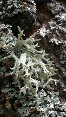 Evernia prunastri