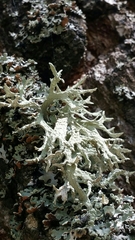 Evernia prunastri