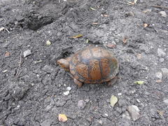 Terrapene carolina mexicana