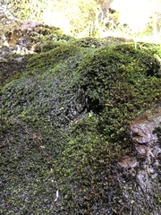 Platylomella lescurii