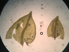 Platylomella lescurii