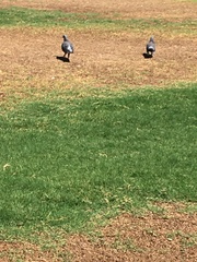 Columba livia domestica