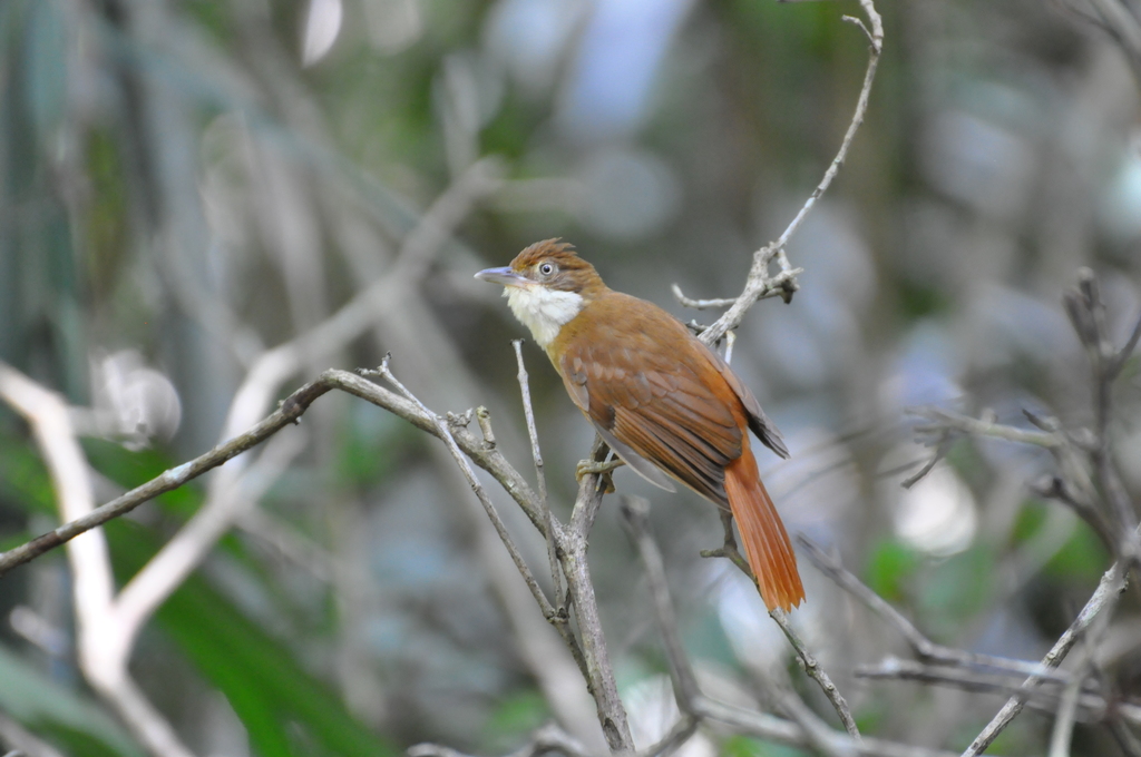 Pernambuco Foliage-gleaner photo