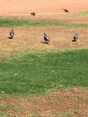 Columba livia domestica