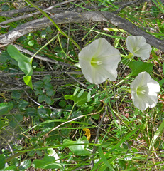 Calystegia occidentalis