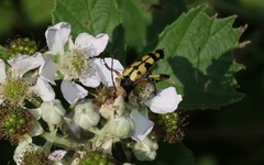 Rutpela