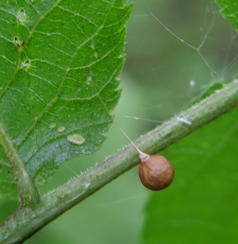 Common Eastern Ray Spider photo 3