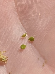 Schoenoplectus heterochaetus