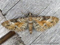 Eupithecia anticaria