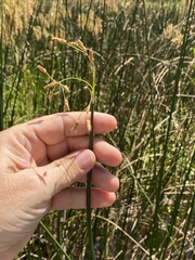 Schoenoplectus heterochaetus