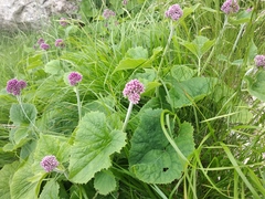 Adenostyles australis