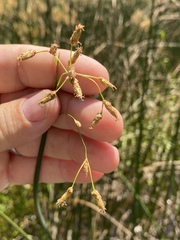 Schoenoplectus heterochaetus