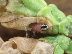 Coleotechnites thujaella