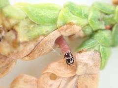 Coleotechnites thujaella