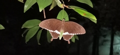 Papilio polytes