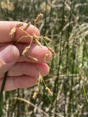 Schoenoplectus heterochaetus