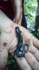 Plethodon glutinosus