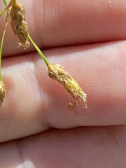 Schoenoplectus heterochaetus