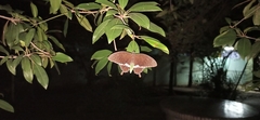 Papilio polytes