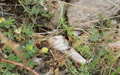 Parabatozonus lacerticida